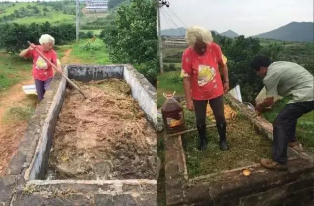 酵素肥料是个什么鬼？让彭老太的脐橙大卖？！