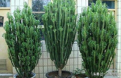 不能在家养的三种有毒的花,不能在家养的十大花