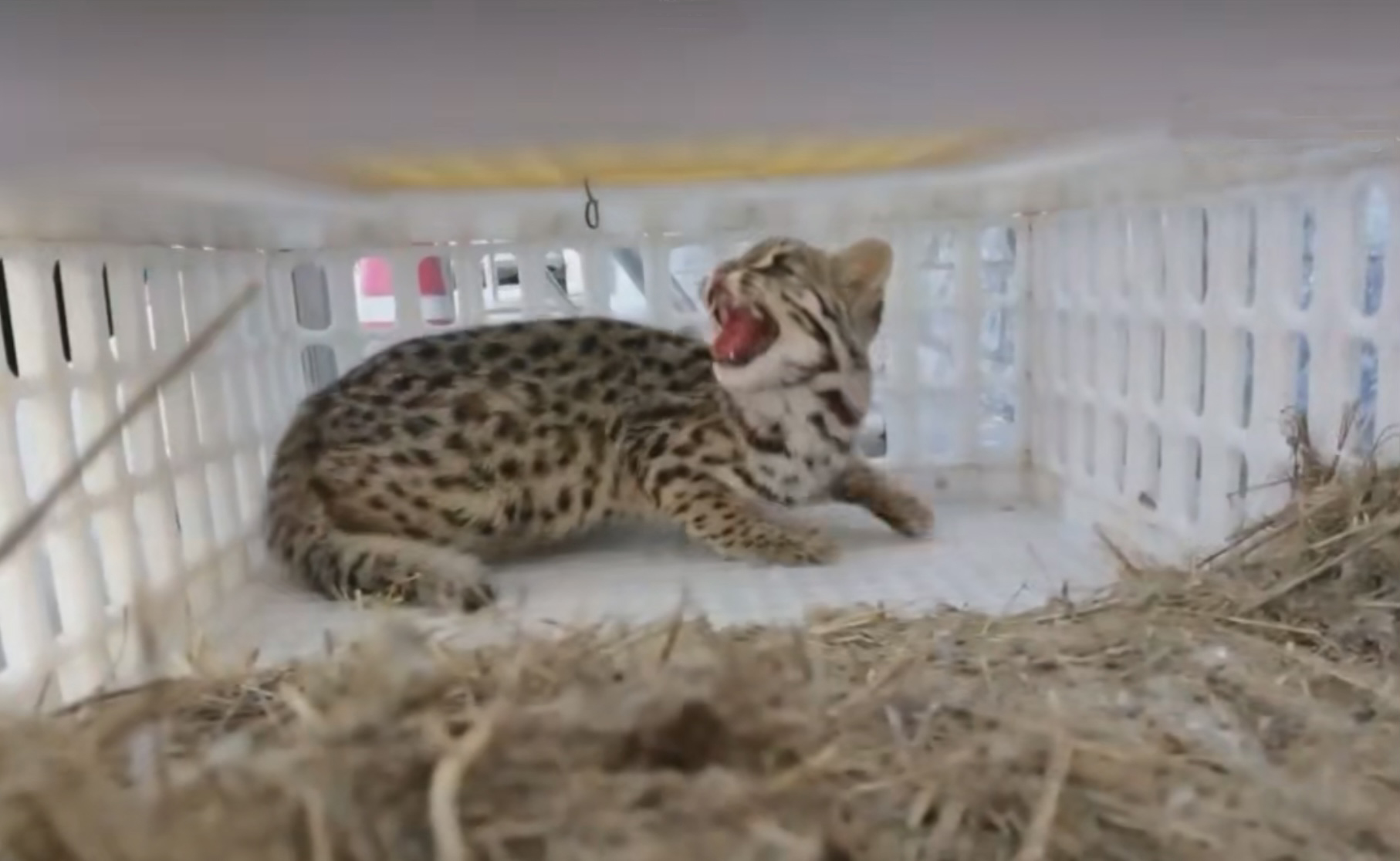 野生豹猫到村民家里偷鸡,豹猫偷鸡事件