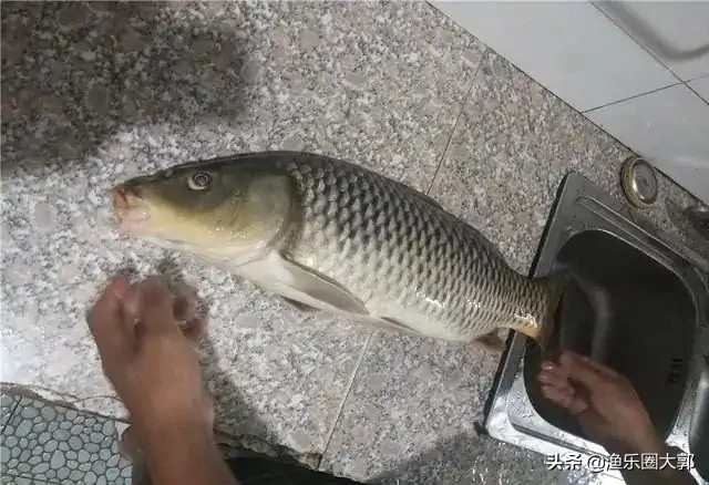 早上鲫鱼钓鱼方法与技巧,鲫鱼早上几点最好钓