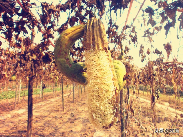 丝瓜养花,老丝瓜籽千万别扔11种用途