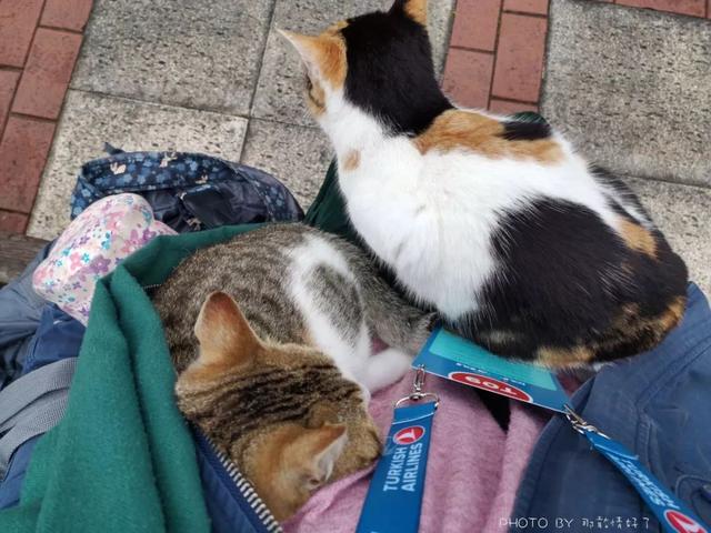 土耳其航班免费一日游,土耳其航空免费一日游