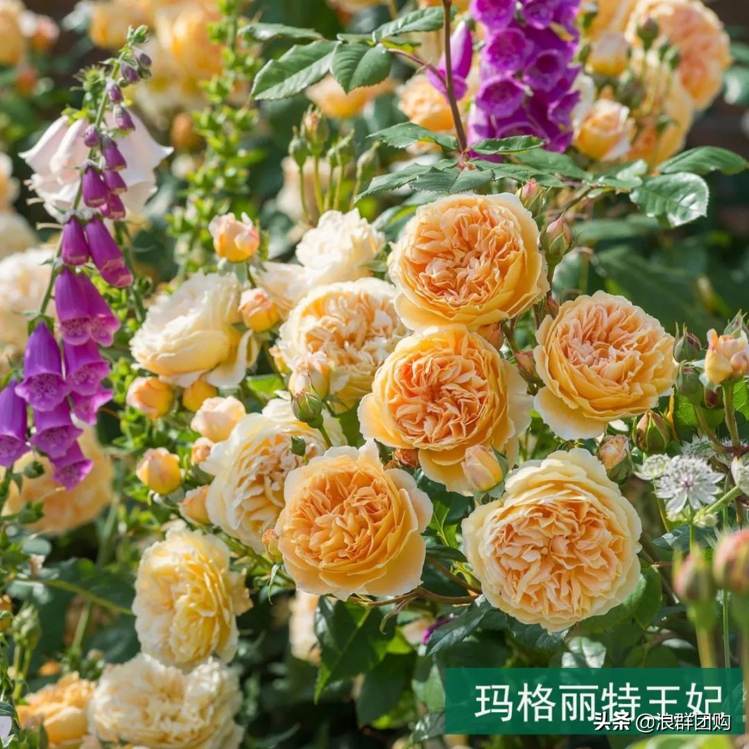 月季哪些品种大花又香,月季哪些品种花期长耐阴耐寒耐旱