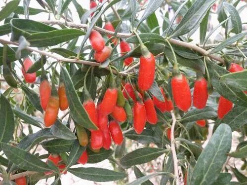 关于枸杞的这些问题需要你了解,枸杞泡水需多少温度合适