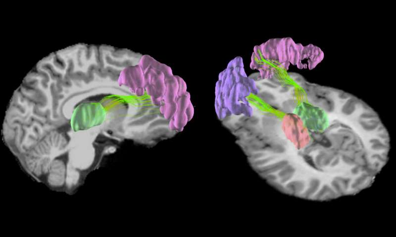 足球青少年心智,打篮球改变大脑
