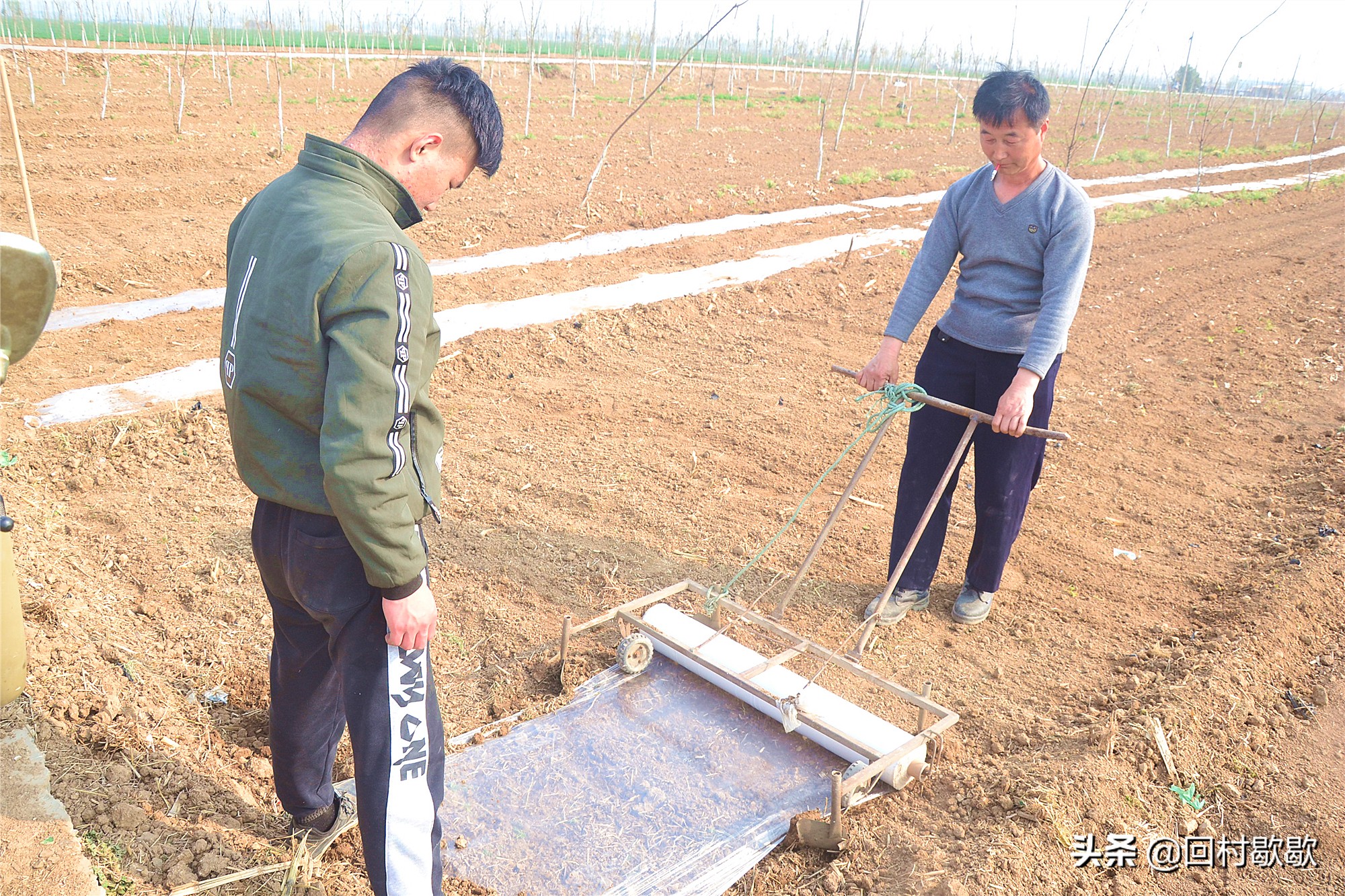 早春西瓜大棚套种什么农作物最好,早春地膜西瓜种植技术