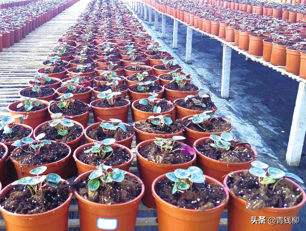 仙客来叶子扦插繁殖方法视频,仙客来怎么繁殖开完花怎么养