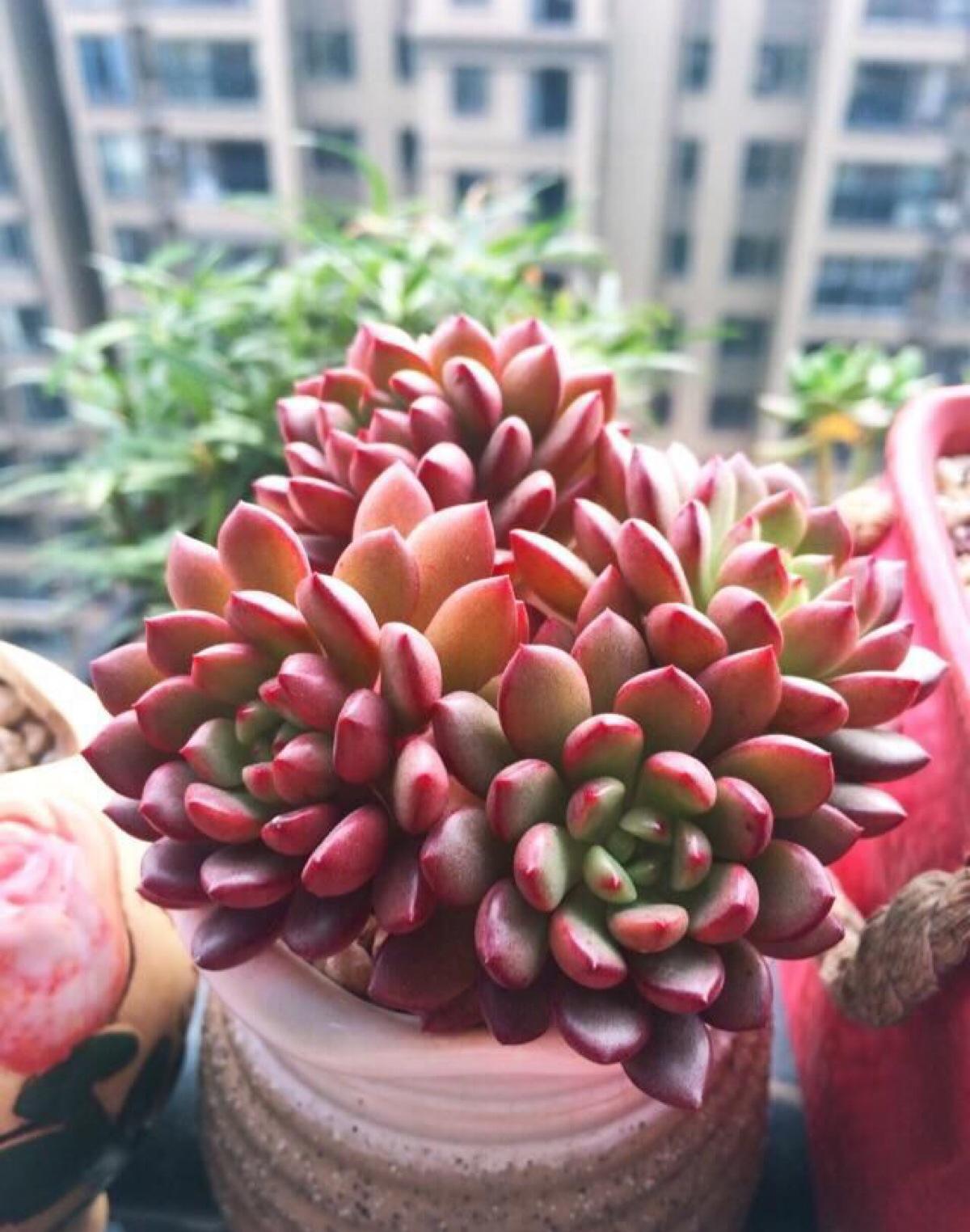 新手养多肉的方法和技巧,怎样能把多肉养得又肥又好看