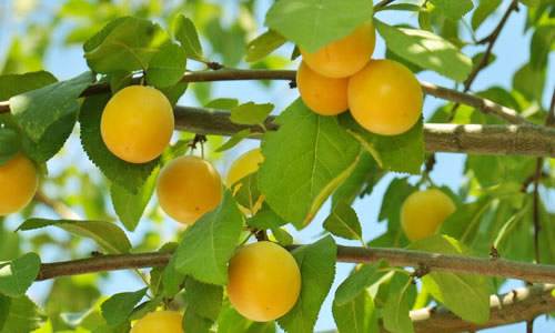 清华学霸讲数学全集,清华学生理综300分