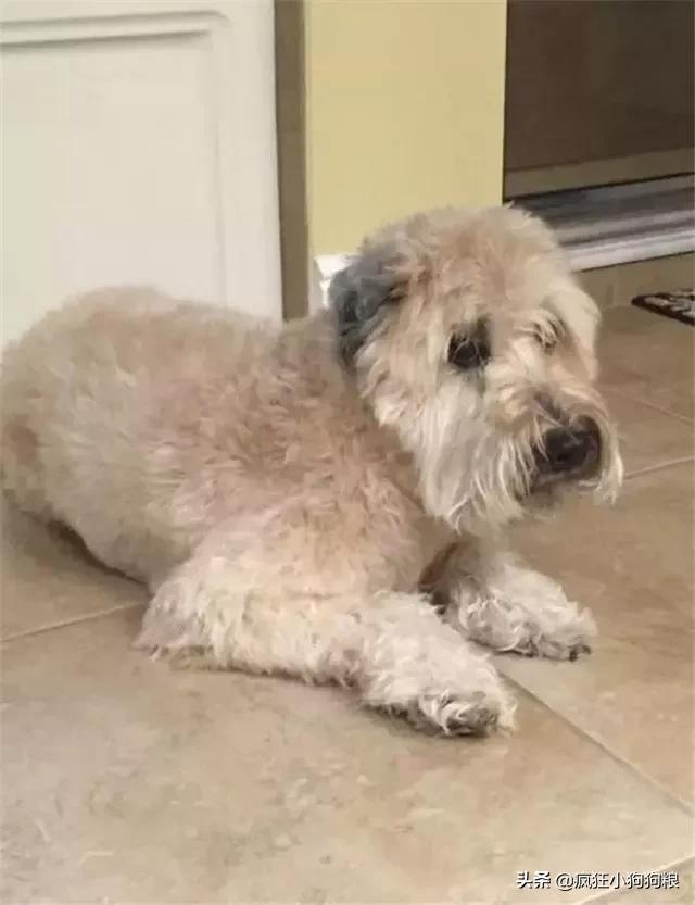 泰迪造型咩咩,泰迪可爱造型大全集