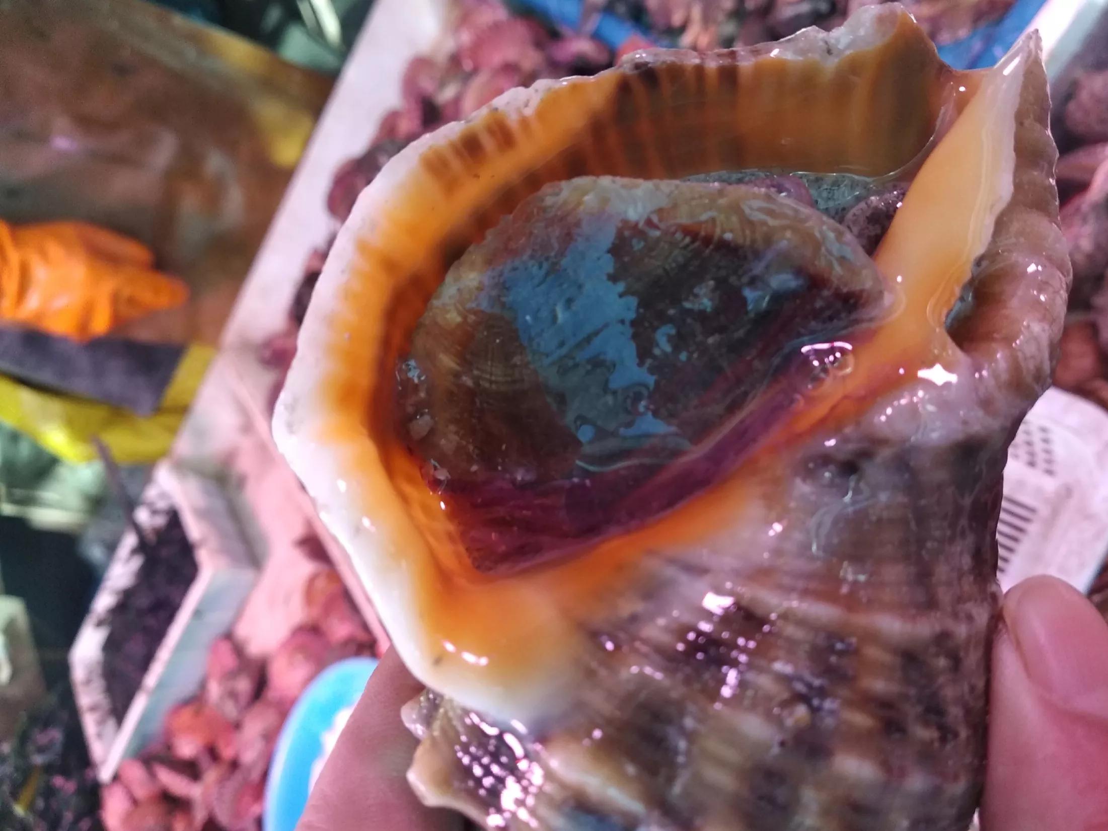 正宗山东水饺价格表,山东沿海鲅鱼水饺