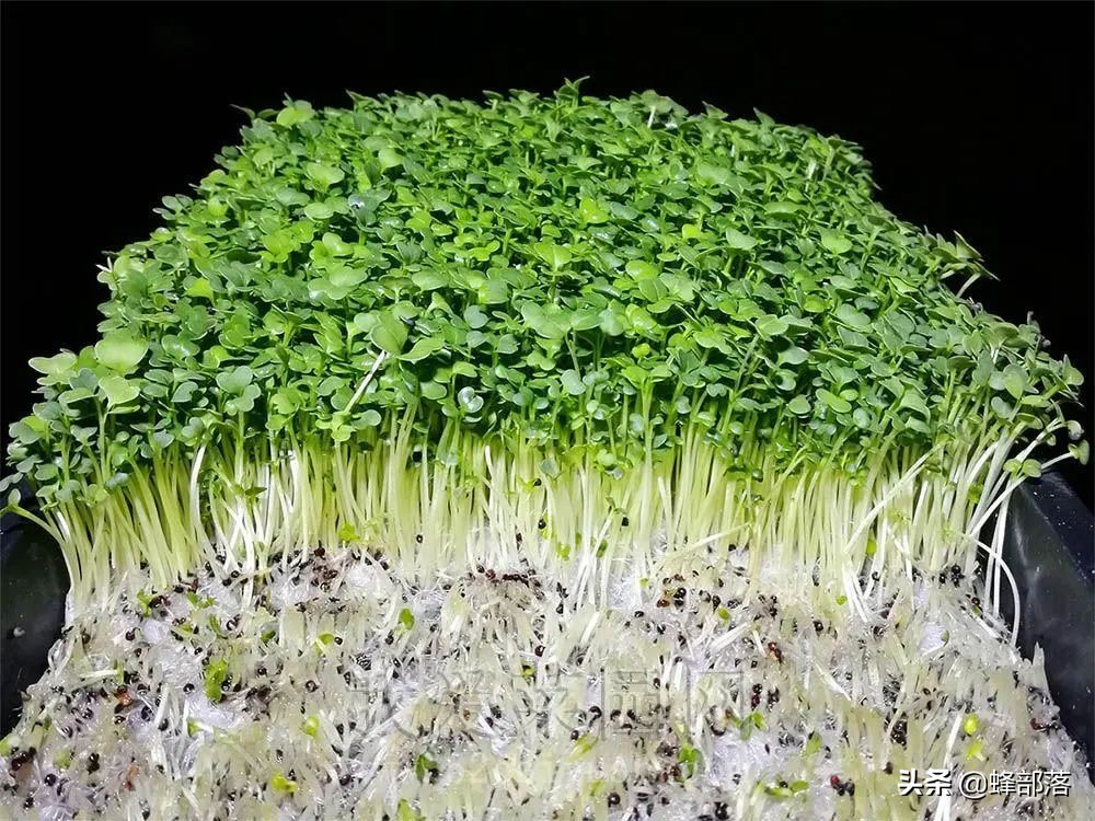 苗芽菜什么菜,徐州芽苗菜