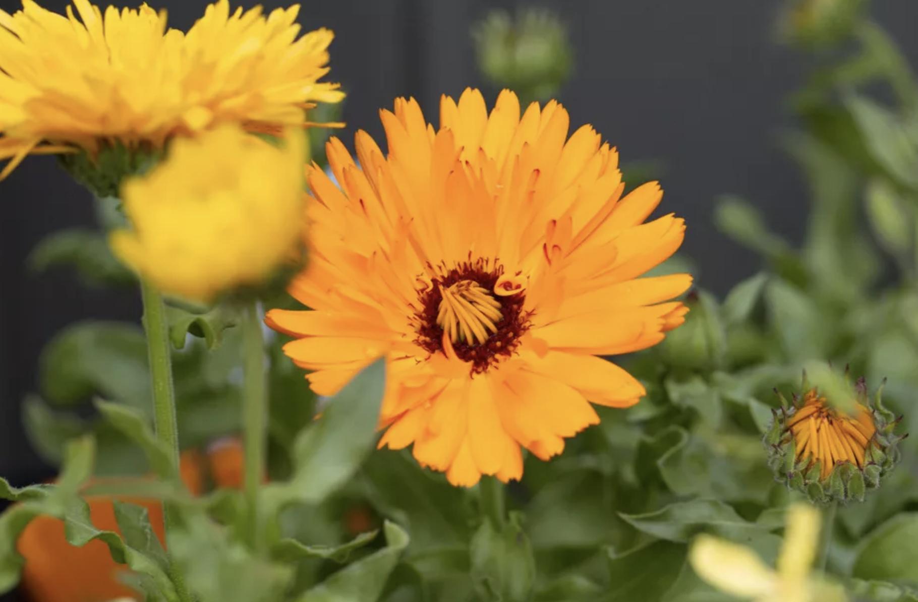 充满生命力的花卉,20种黄色的花