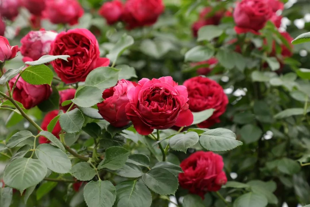 无刺四季开花藤本月季品种有哪些,耐热又耐寒的藤本月季有哪些品种