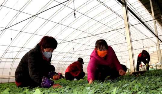 防疫施工如何两不误,紧抓春耕四川防疫工作两不误