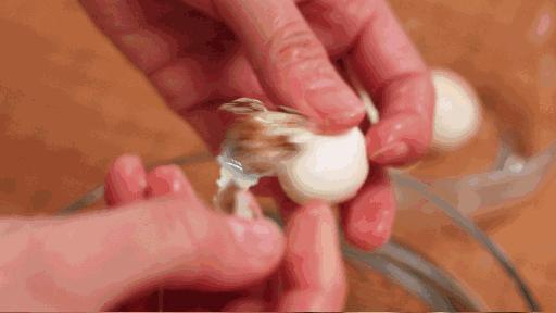 熟鸡蛋鸭蛋鹌鹑蛋哪些地方不一样,鸡蛋鸭蛋鹅蛋鹌鹑蛋哪个最有营养