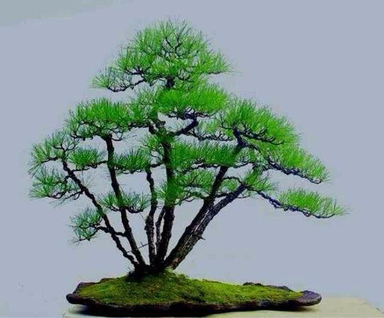 黑松怎么修剪才能粗壮,黑松矮霸盆景制作