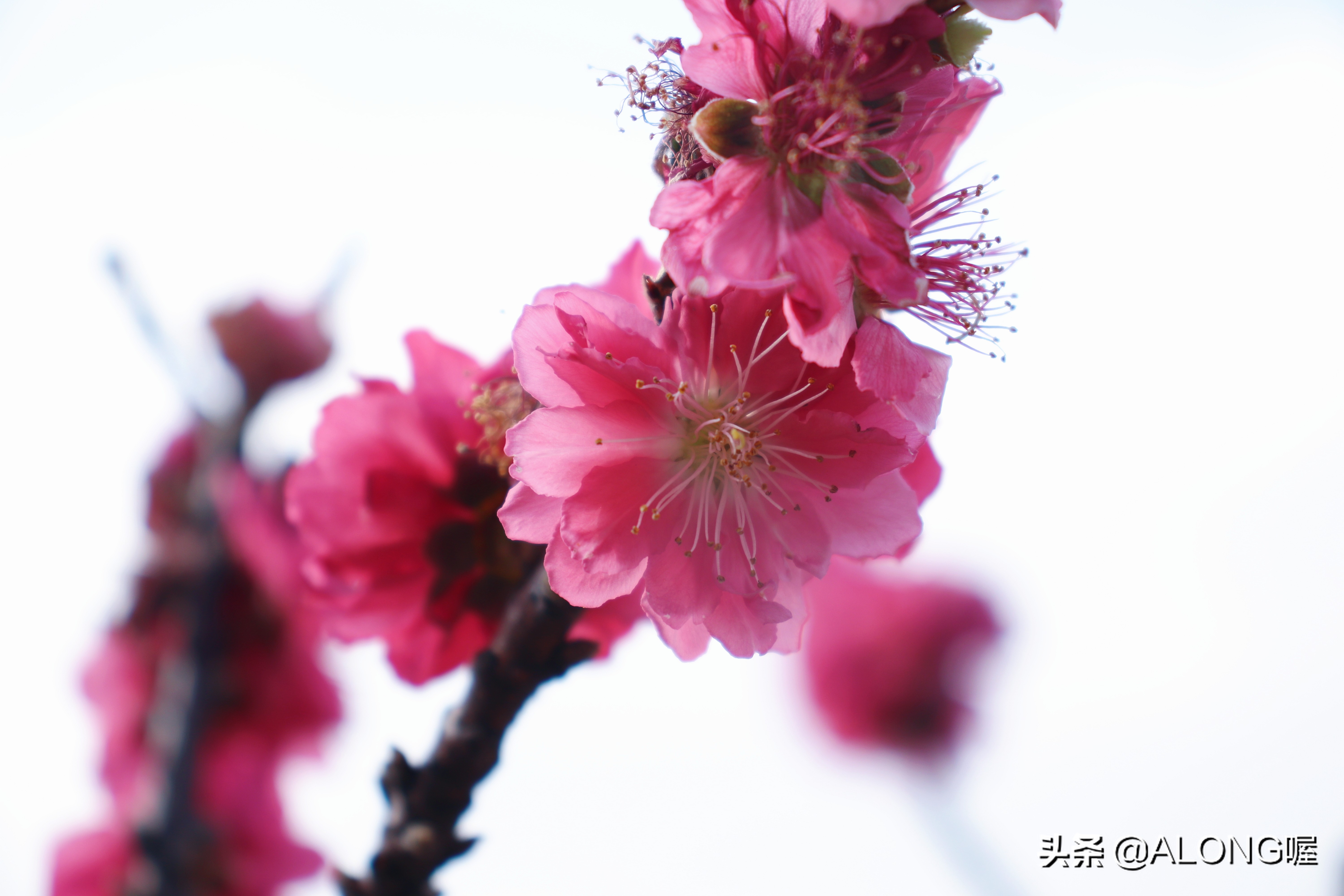 佳能77d相机入门教程,佳能77d配哪个镜头比较好