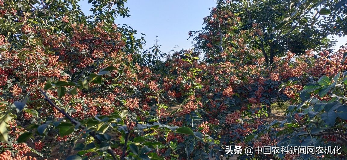 摘花椒的技术视频,花椒采摘时是直接采摘还是剪枝