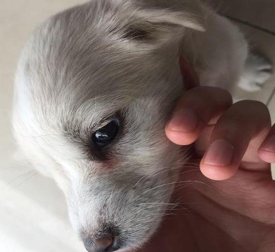 避免狗咬自救小妙招,如何防止被狗狗咬