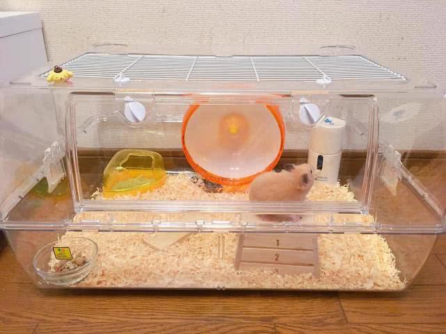 家养仓鼠和科学喂养有什么区别,新手适合饲养哪个品种的小仓鼠