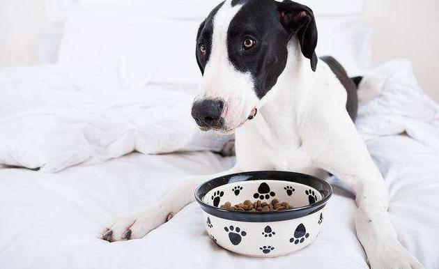 狗狗洗澡水温多少合适,天冷了给狗狗洗澡