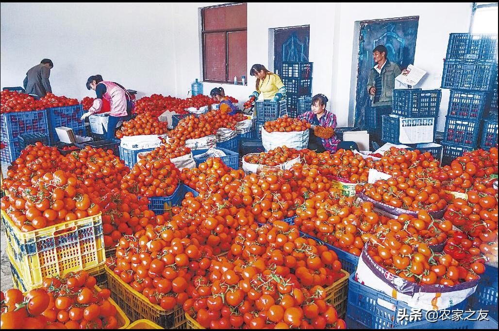 中国番茄第一村,番茄第一村