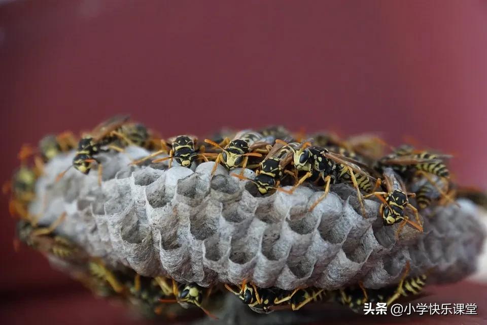 优秀作文假如我有七十二变,小学作文如果我有72变