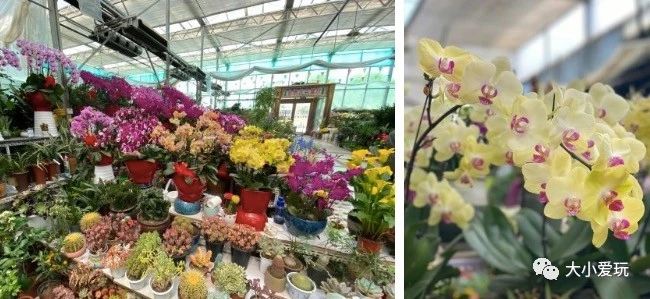 过年必逛花卉市场,北京值得去的花卉市场