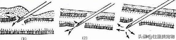 给狗打针鼓包了几天没消怎么办,狗狗打针脖子上有个鼓包硬的