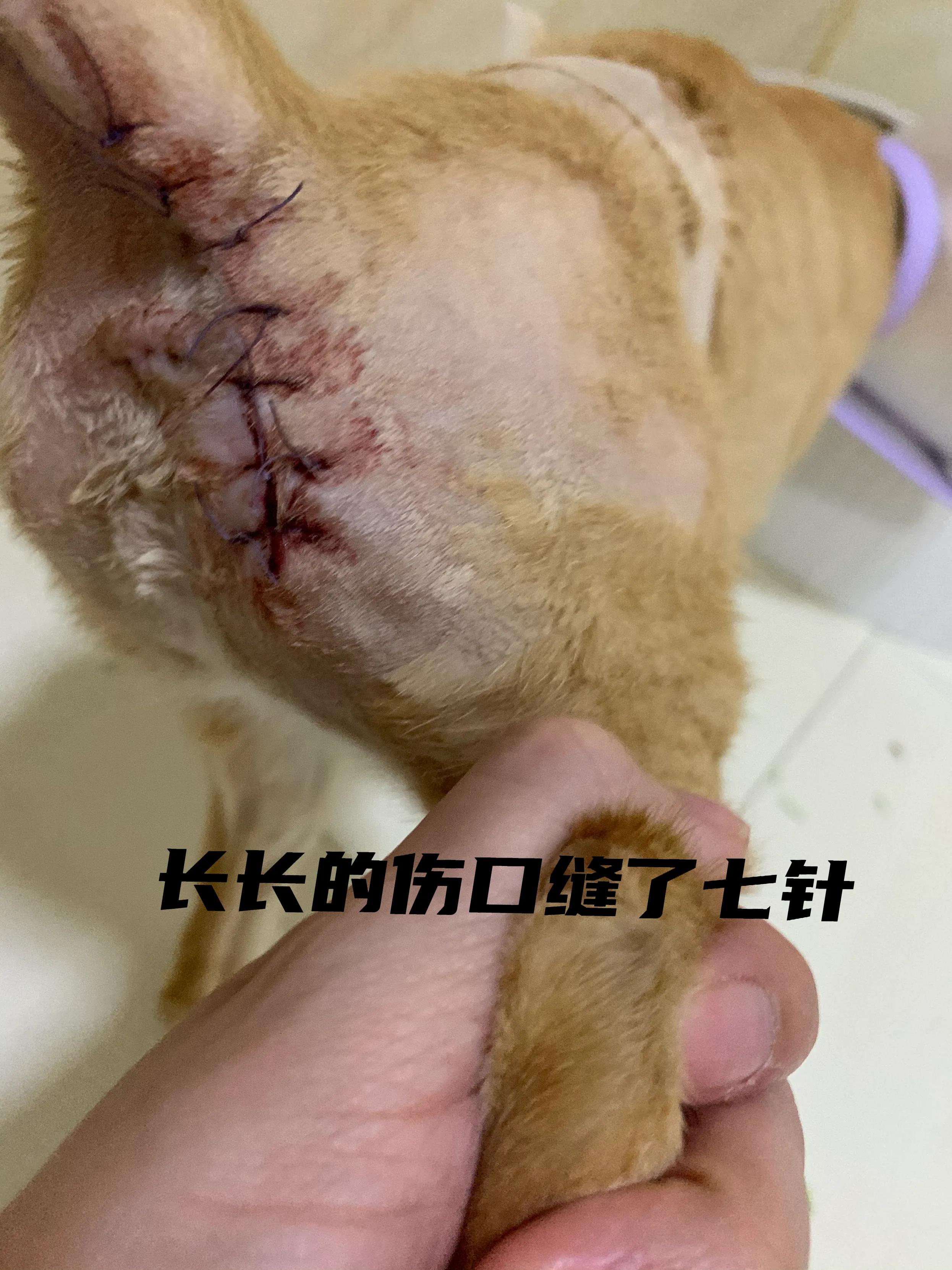 猫脓肿的治疗方案,猫咪肛门腺溃烂反复发作怎么治疗