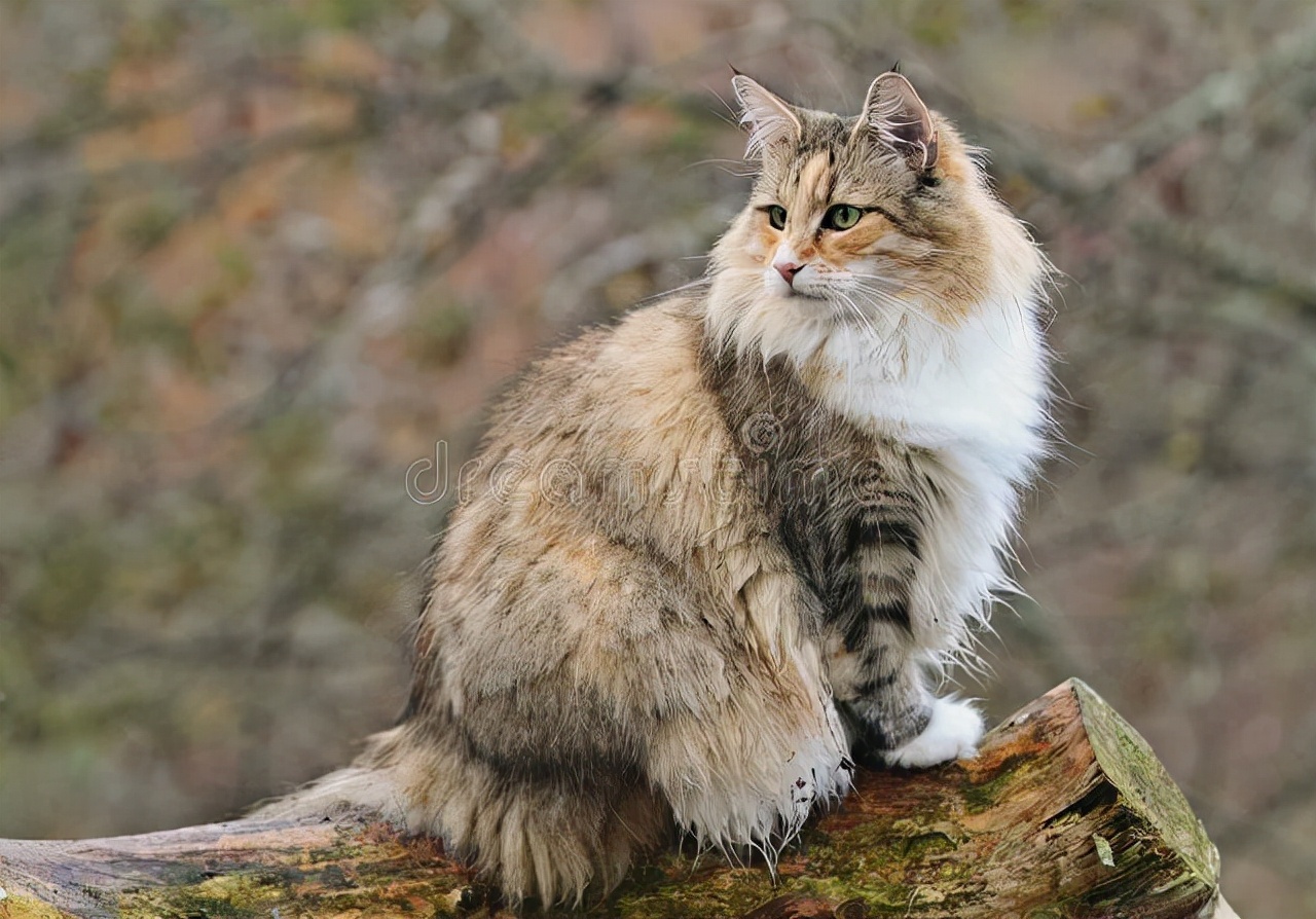 母猫绝育尿闭吗,母猫尿闭最快解决方法