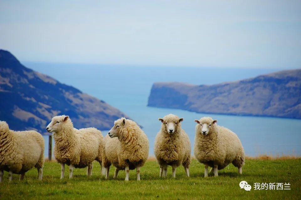 疫情下的锻炼说说短句,疫情下的新西兰感言