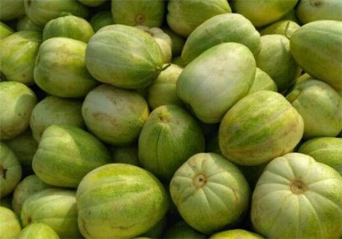 大棚香瓜种植全过程,香瓜苗种植方法