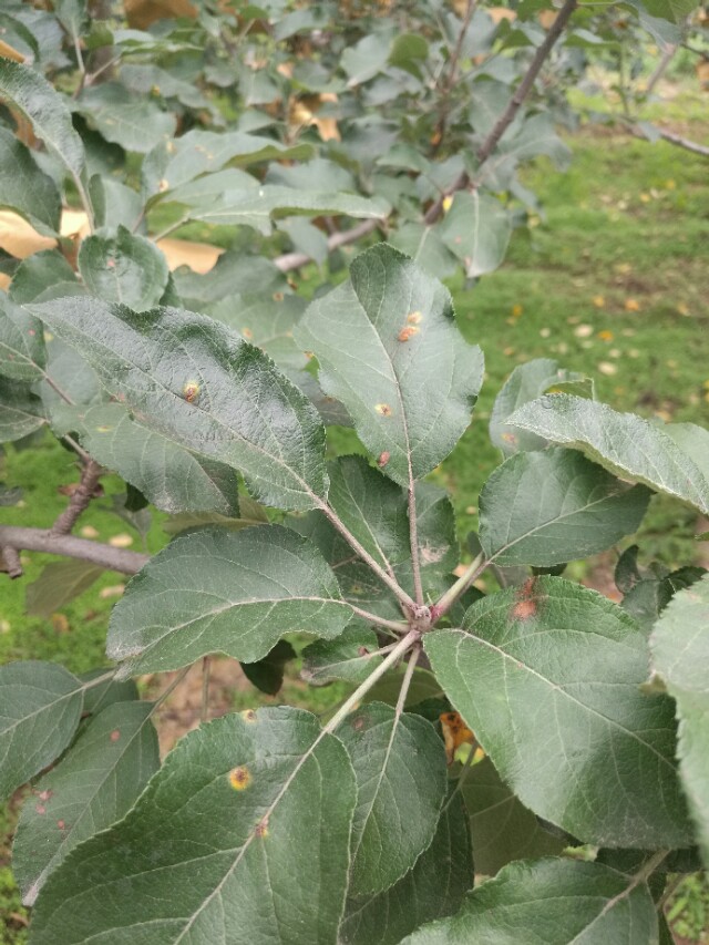 看图识病100例,看图识病图片及答案