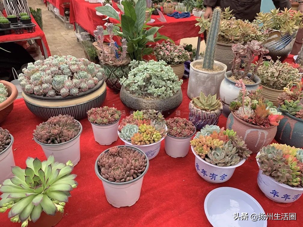 扬州花卉市场大全,扬州西区花卉市场