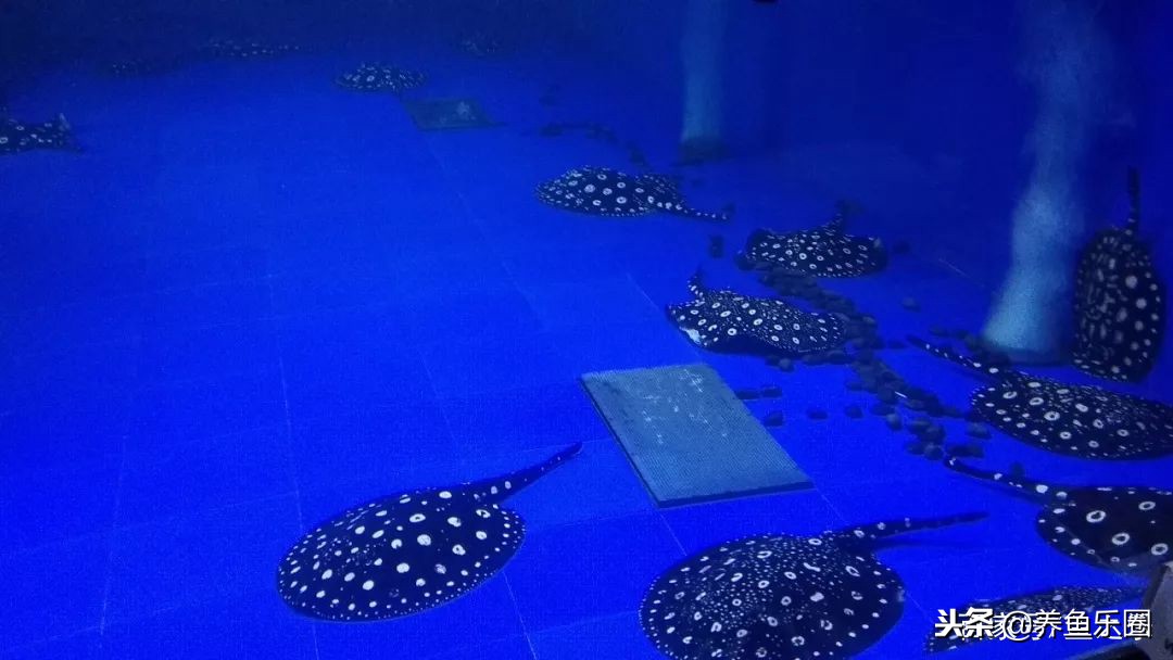 这位土豪家的渔场,光滤材就花了500多万,你确定不要见识一下?