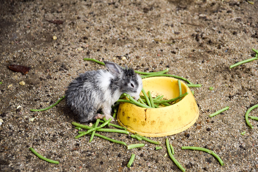 兔子受伤了怎么处理伤口,兔子受伤怎么自己处理伤口的