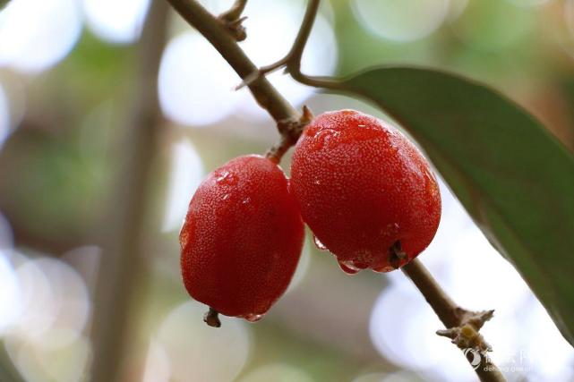 矮桩羊奶果结果盆景图片,精品羊奶果老桩盆景