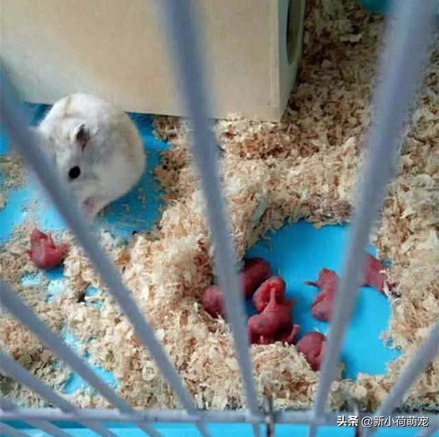 仓鼠肚子上出现红色的东西,仓鼠肚子上出了血还硬硬的
