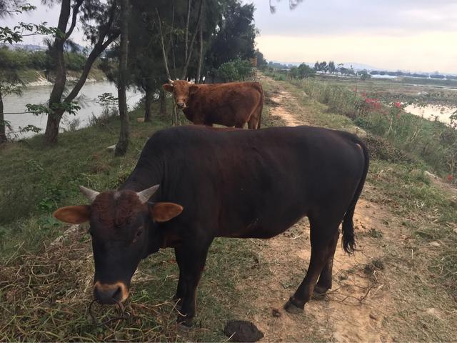 犊牛断奶后散养多久再拴养,散养犊牛怎么喂长得快