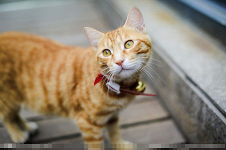 猫咪脱毛会不会长癣,猫咪长癣