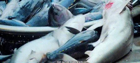 渔业危机纪录片,渔业阴谋纪录片预告