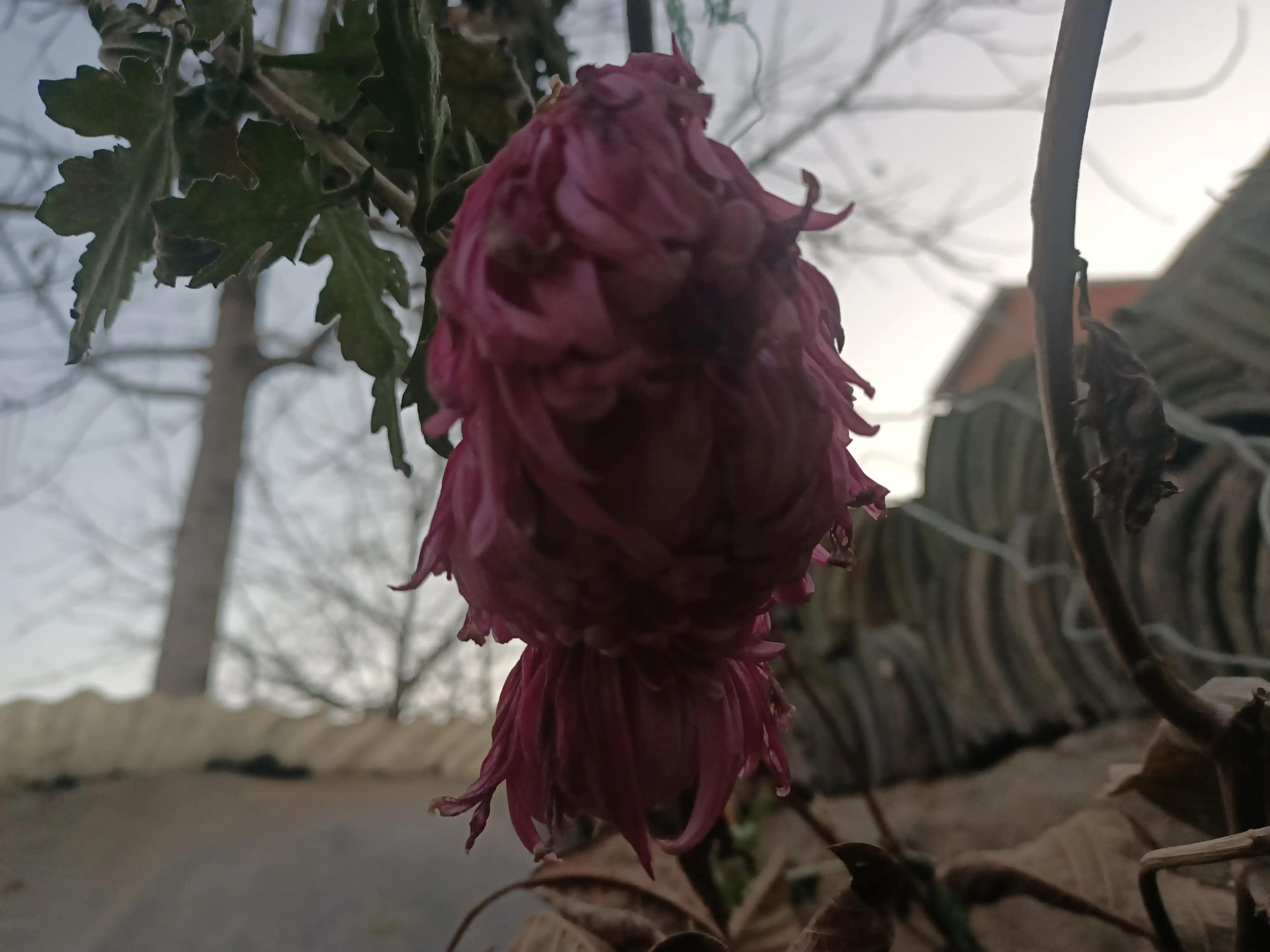 初冬，河渠畔，凋零的美之菊花的气节