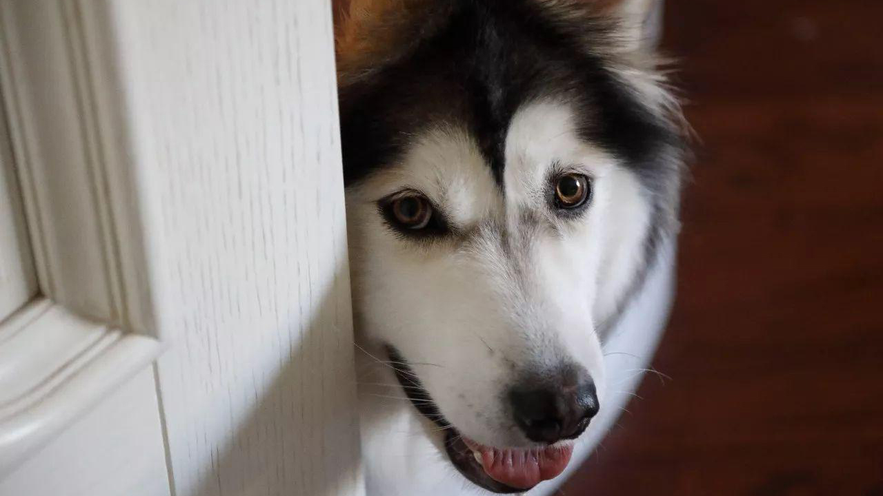 狗狗翻垃圾桶被训斥原版,狗狗翻垃圾桶吃怎么纠正