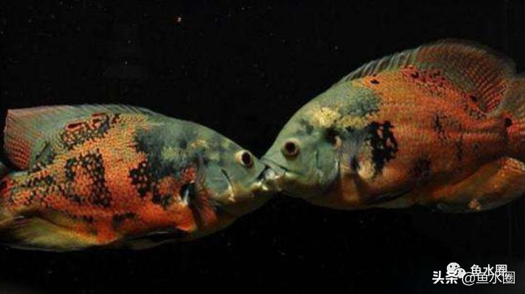 地图鱼和罗汉鱼混养的正确方法,罗汉鱼可以和地图鱼鹦鹉鱼混养吗