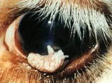 繁育母牛应注意几个主要环节,繁育母牛饲养管理标准