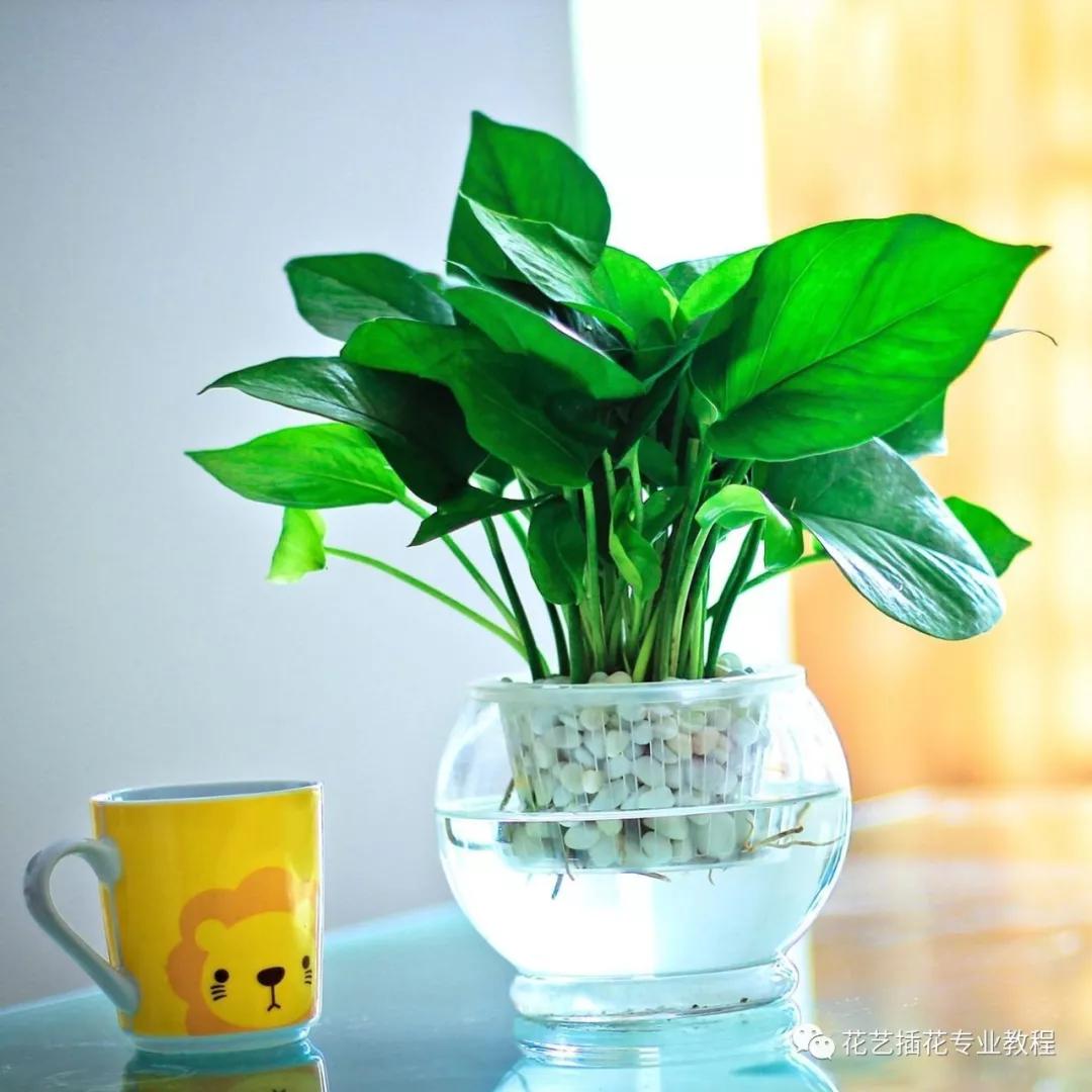 摘下来一小节绿萝该怎么养活,绿萝的叶子放水里可以养活吗