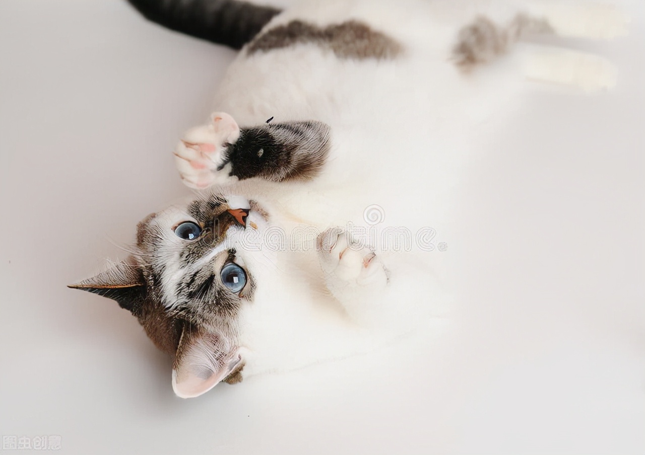 一只母猫发情怎么剃毛,母猫发情剃毛多久结束