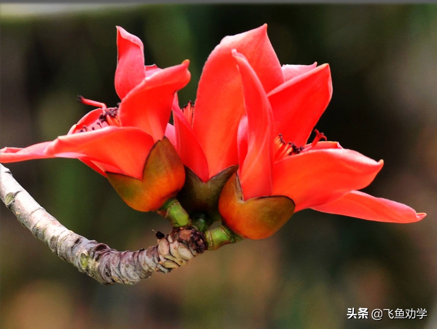 木棉树，*欢合**树，枇杷树：这3棵树写出了3个女人最精彩的一生